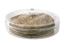 A clear, round lucite matzah holder with a domed lid, filled with a stack of matzah.